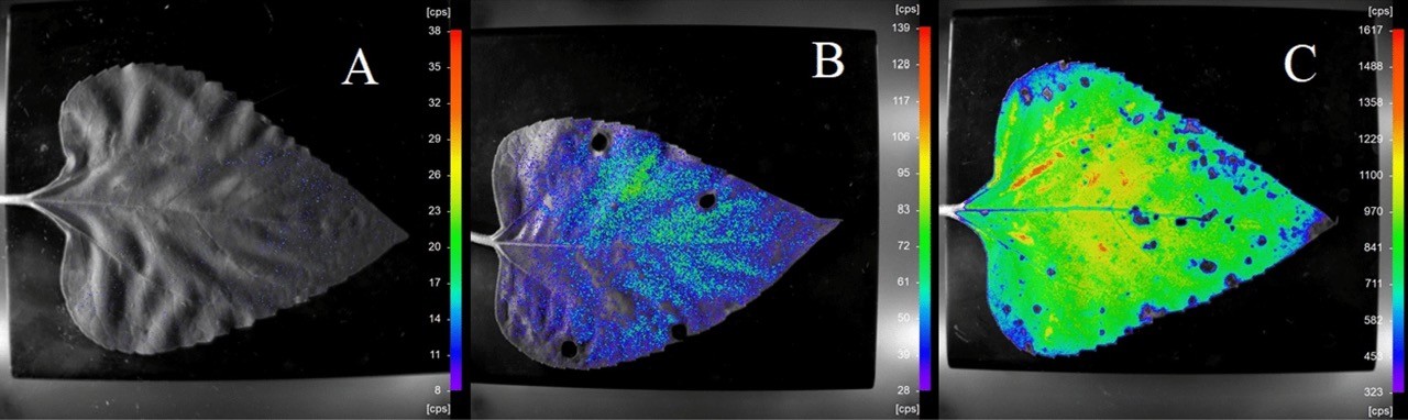 biophoton emission measrument with CCD-camera in scientific experiment