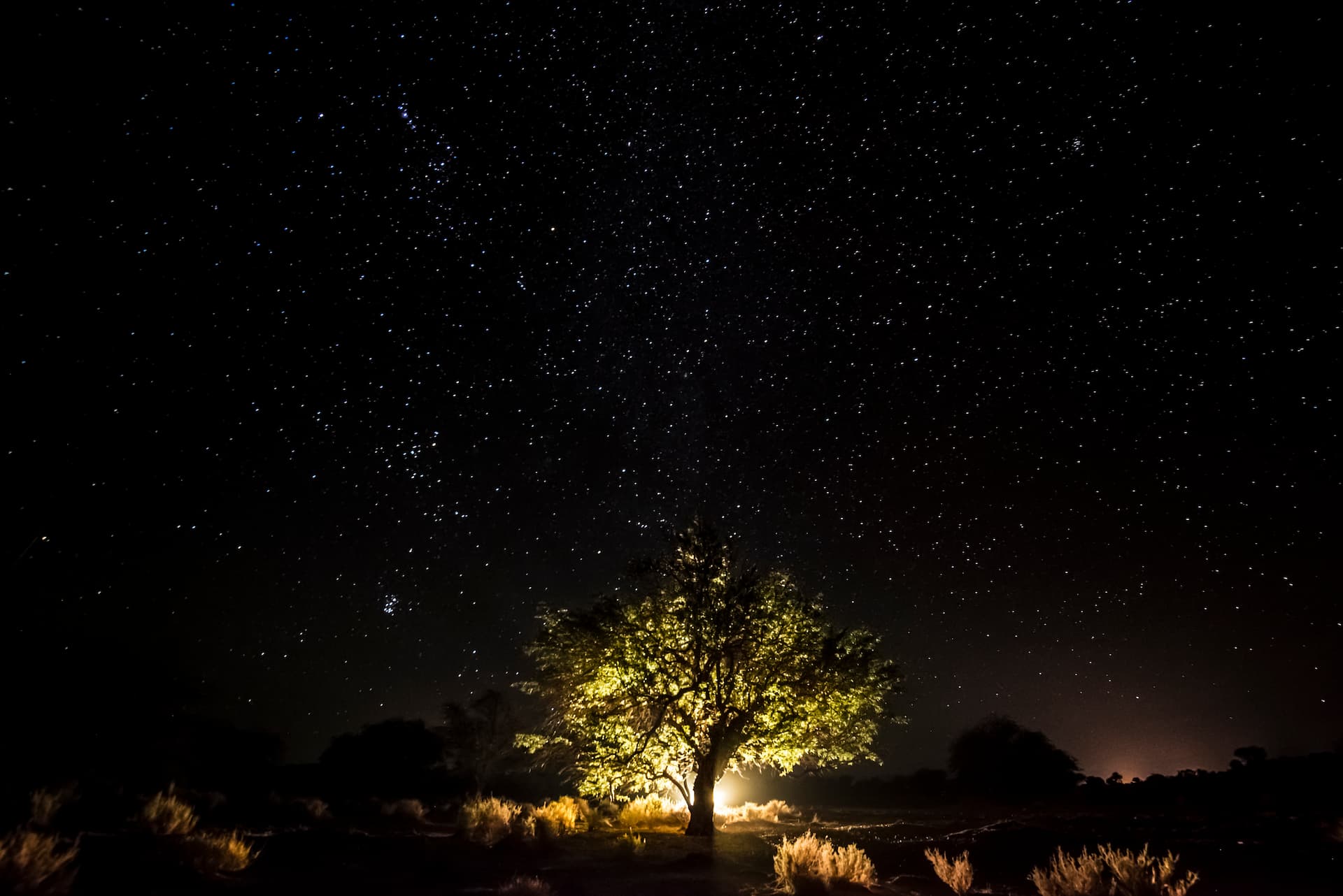 Foto de árbol iluminado en el fondo