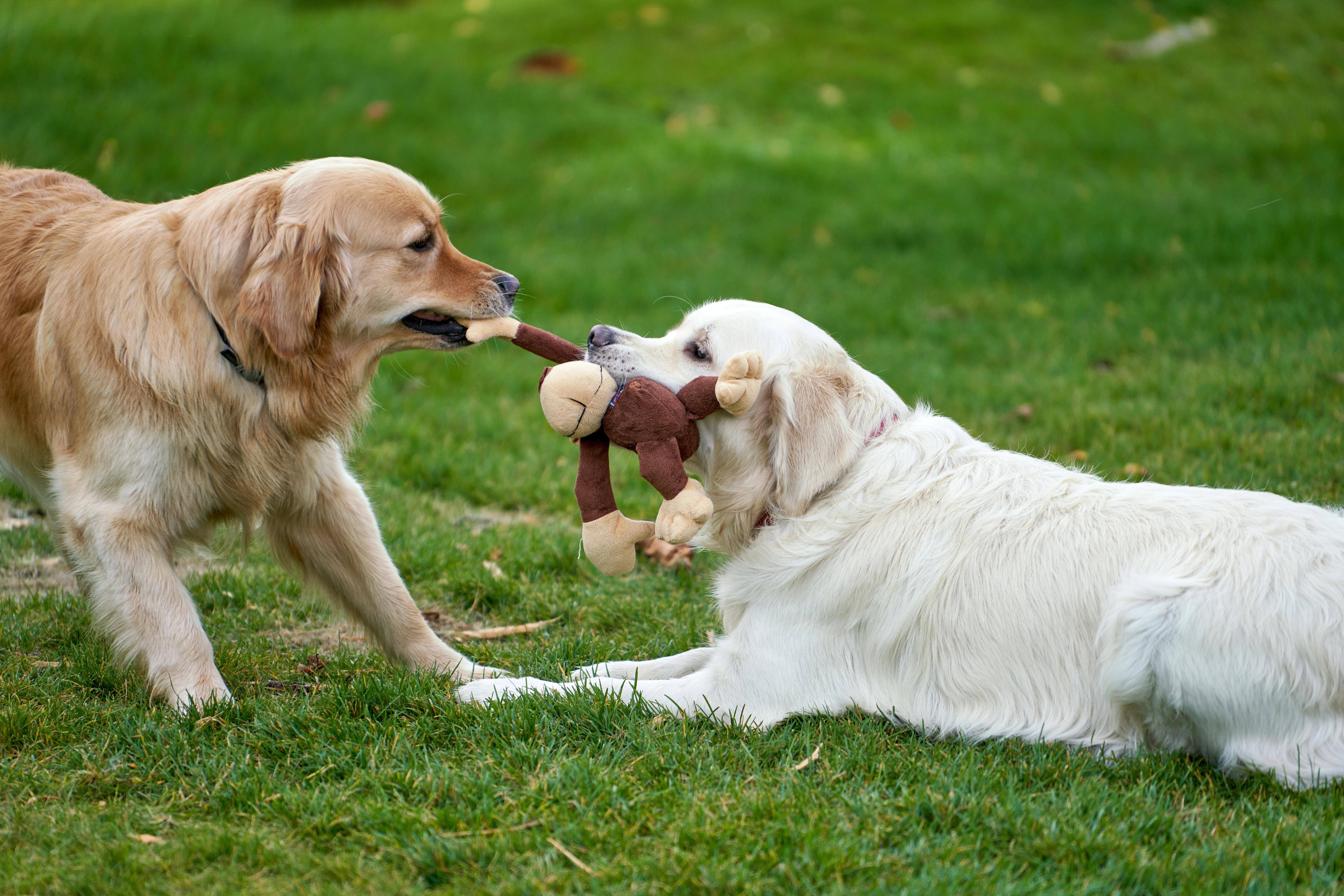 Two dogs play in the grass