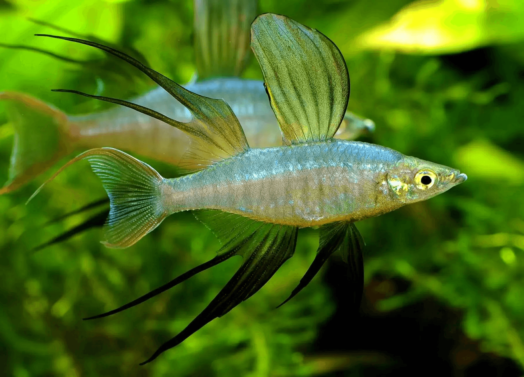 a red and white crystal shrimp