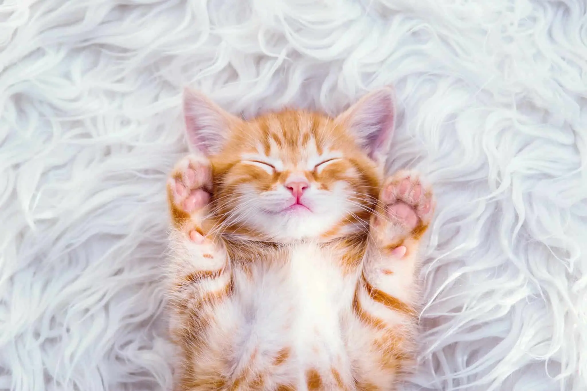 A small kitten waiting for a visit to the vet for a check-up and vaccinations.