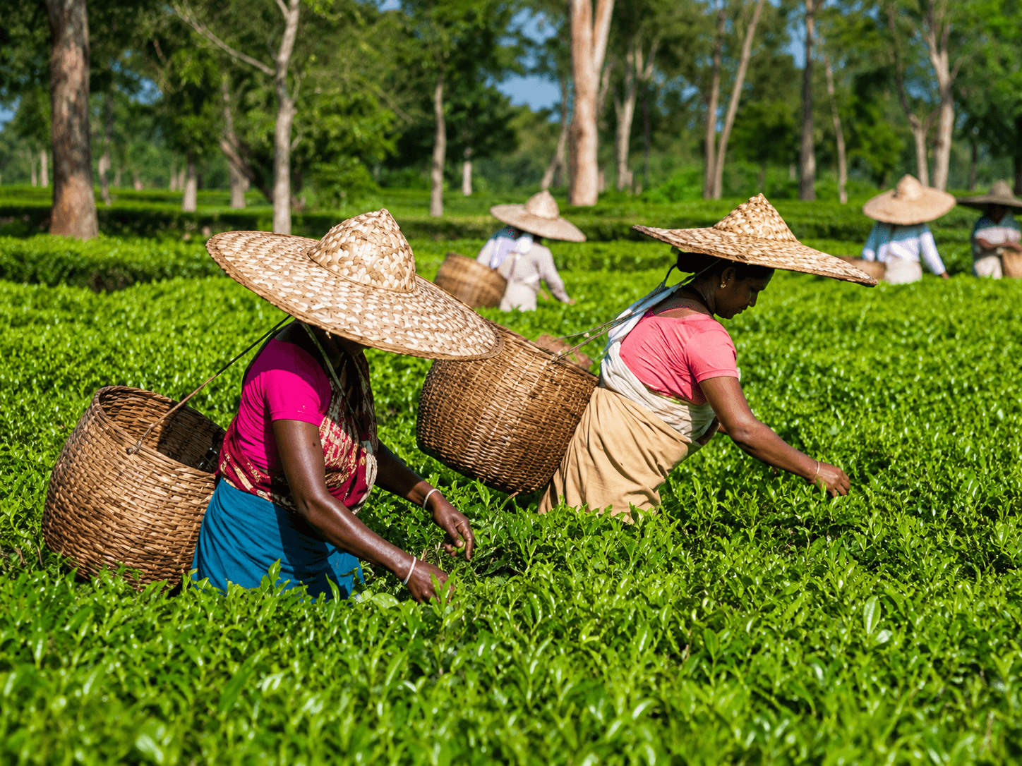 Heritage Tea Estate Excursions