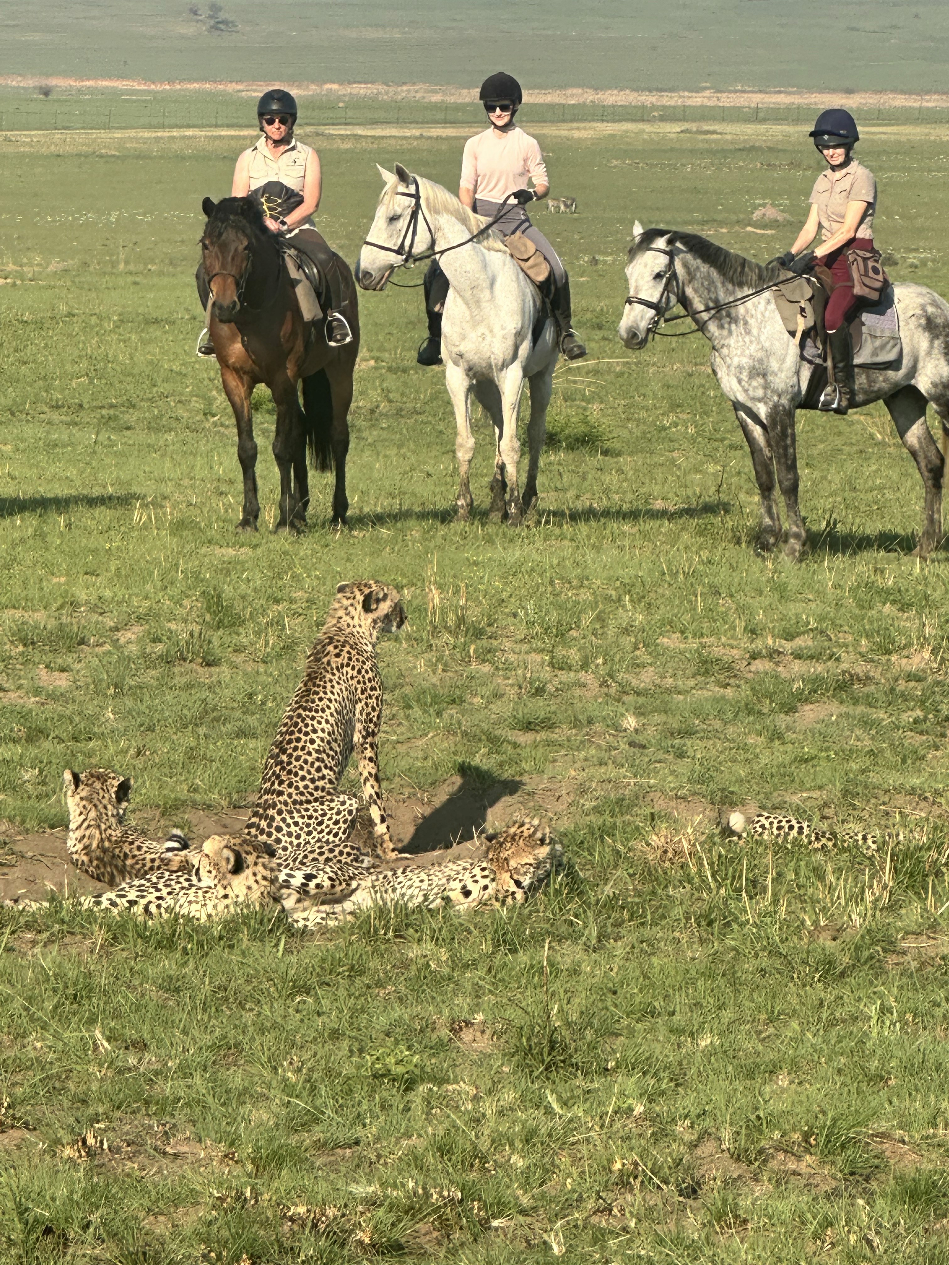Kilimanjaro Elephant Ride, Arusha National Park, Tanzania – elefant i högt gräs tittar mot kameran, medan fem ryttare till häst på ridsafari i bakgrunden betraktar elefanten i ett grönt och frodigt landskap.