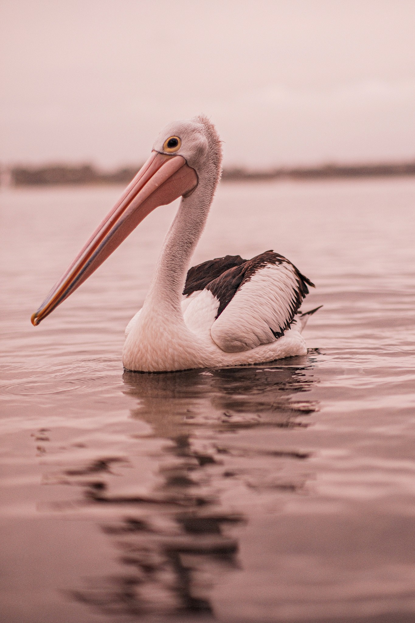 Commercial photography by JamesTheLyon for PixelSpaces — events, gigs, headshots, people, and architecture — Lake Macquarie Pelican Australia