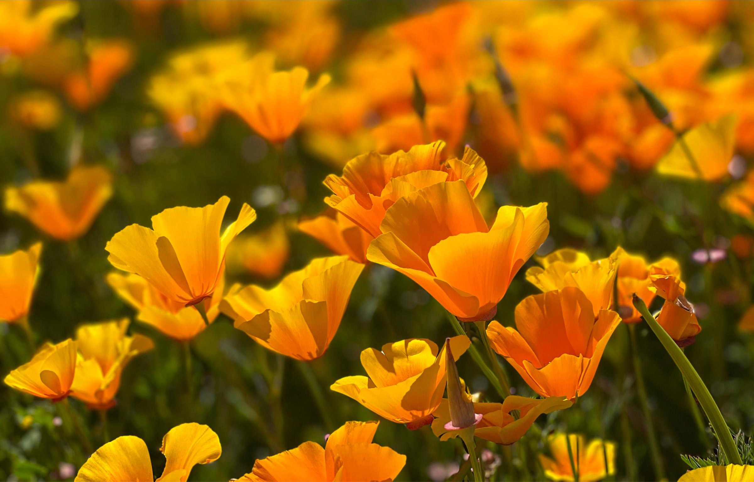 Our State Flower, the Cheerful Poppy