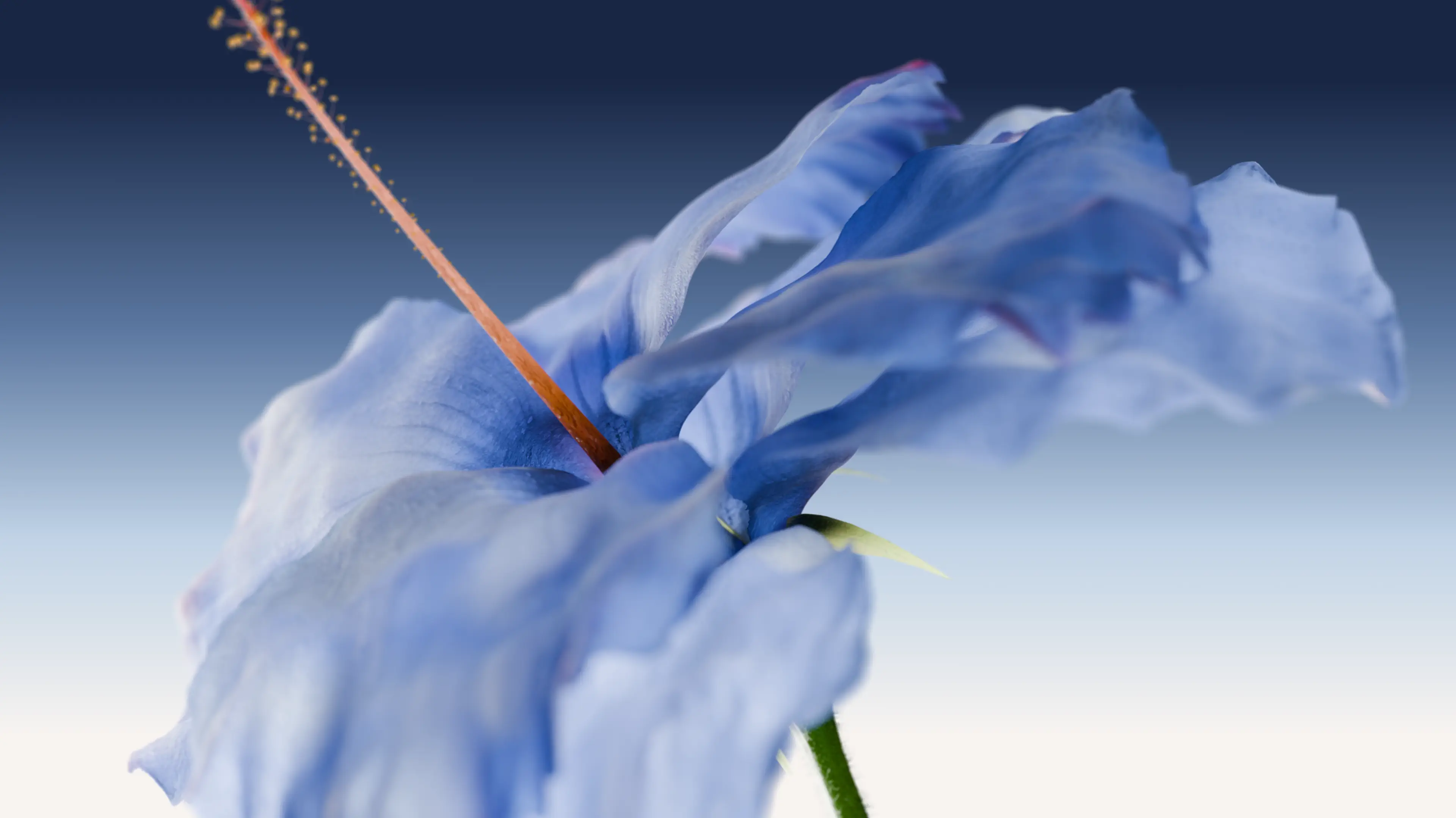 Chilli Bomba business cards