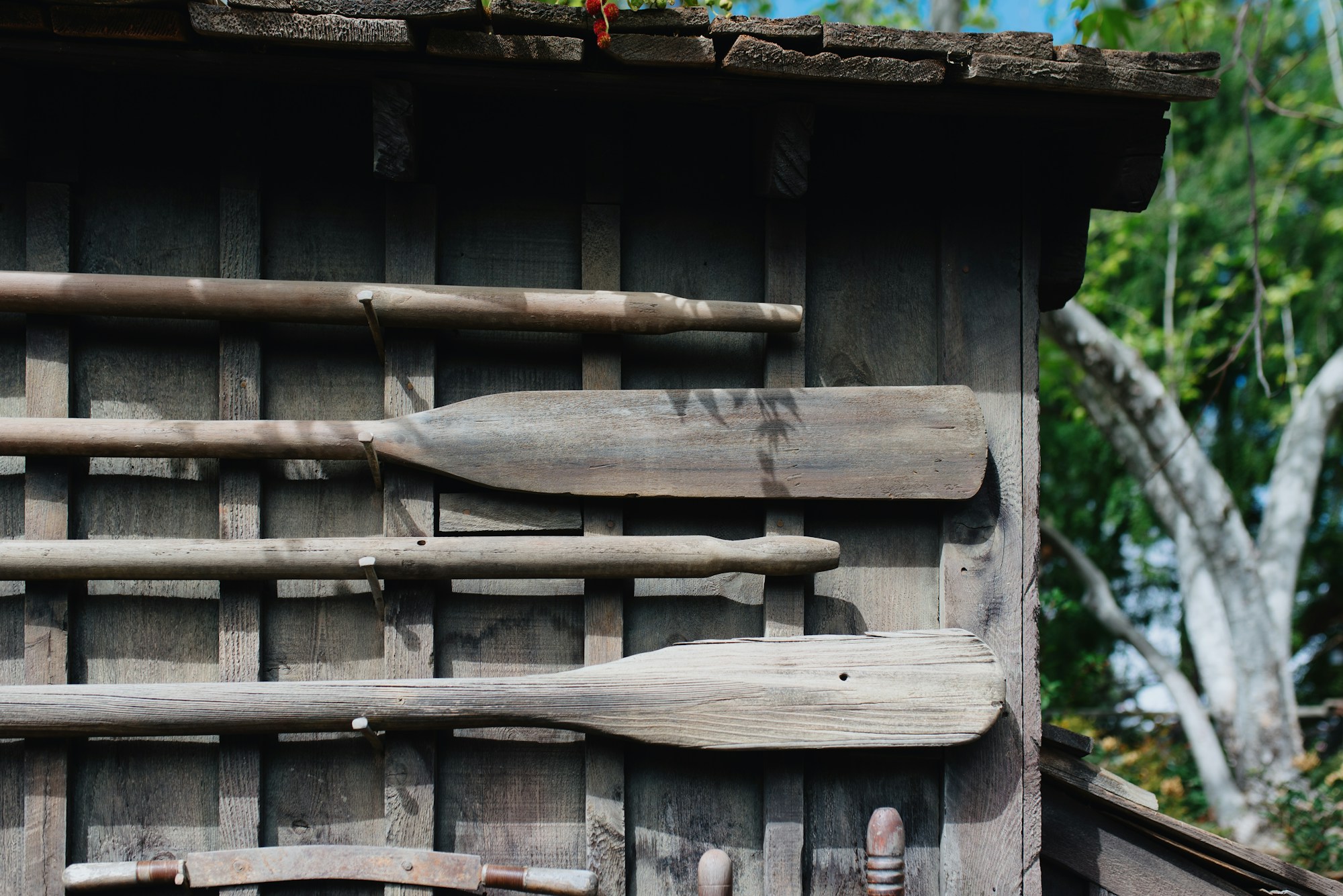 Weathered wooden oars hung on the side of an old boat shed