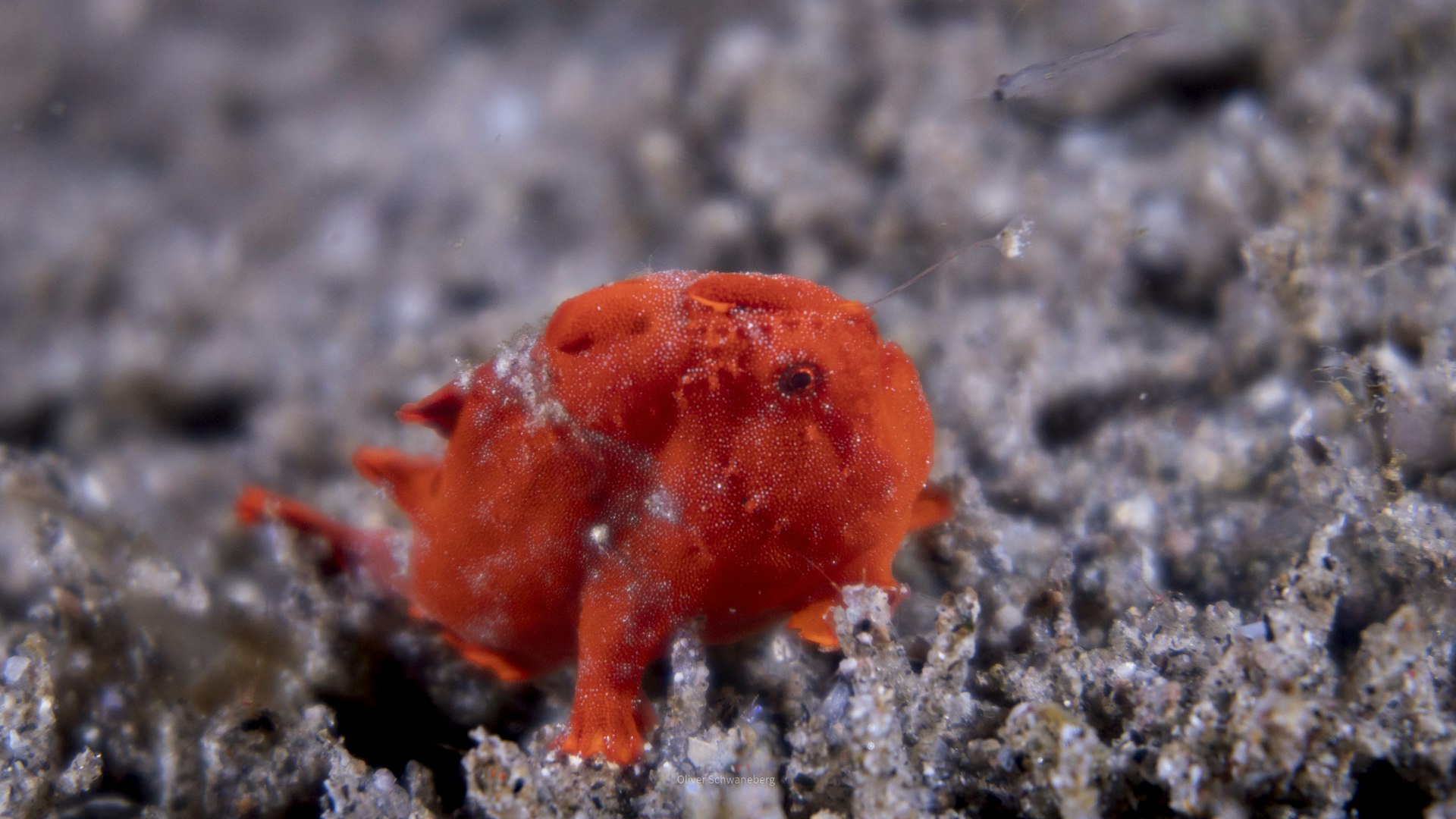 Small red frogfish resting on the sandy seafloor of a muck diving site