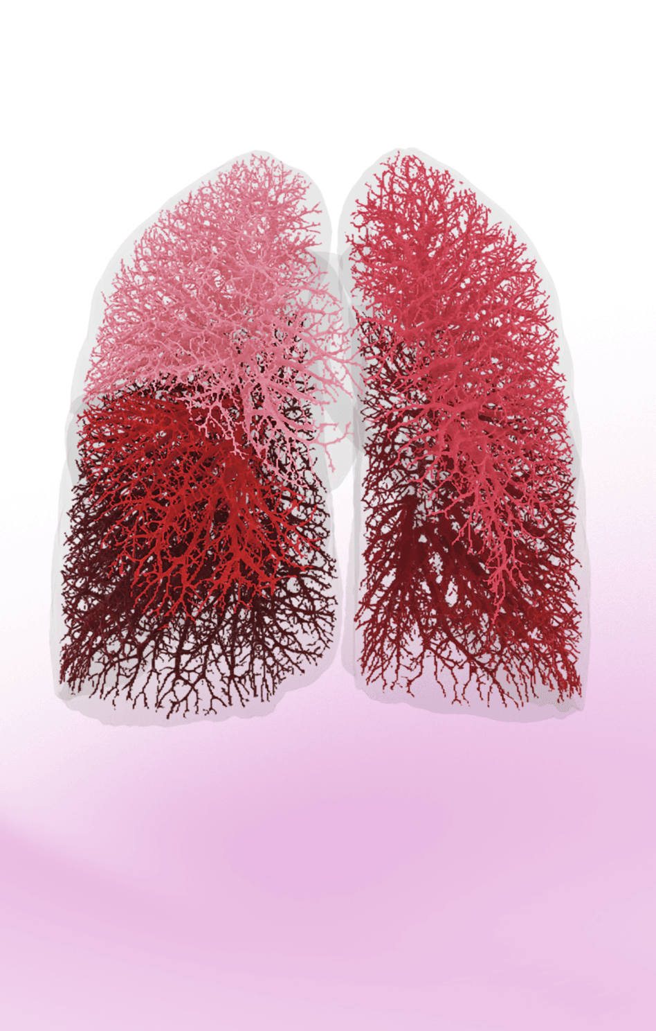 electrocardiograph screen display