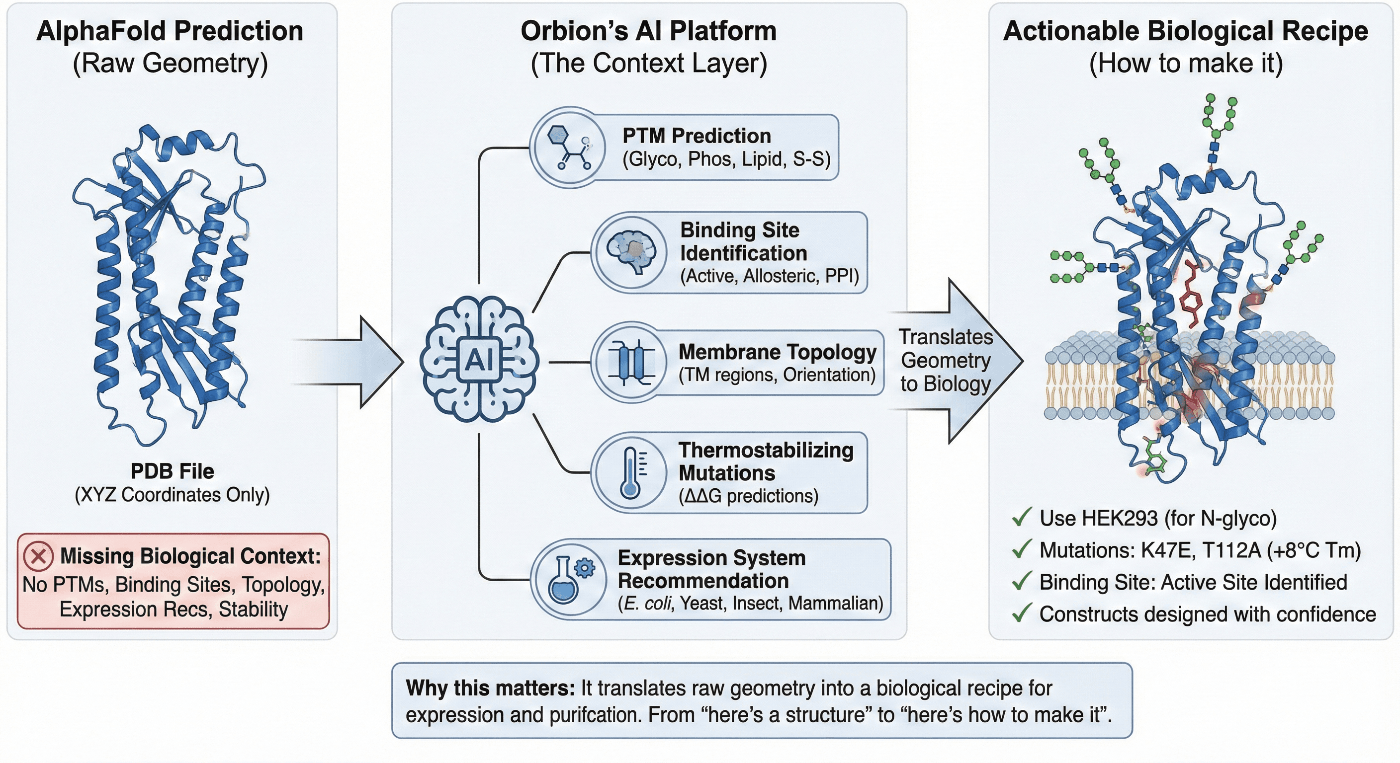 Diagram Showing How Orbion's AI Platform Adds Context to AlphaFold Structure Prediction