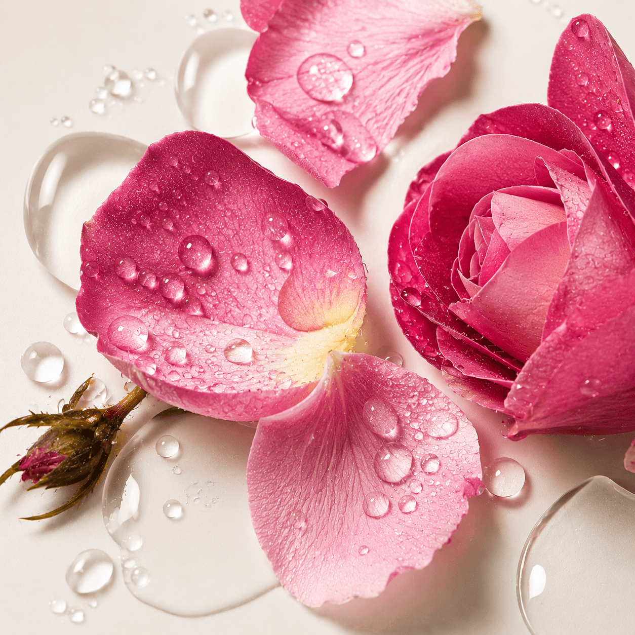 Close-up of fresh rose petals with water droplets, representing rose as a soothing skincare ingredient for the Afripure Skincare & Bodycare range.