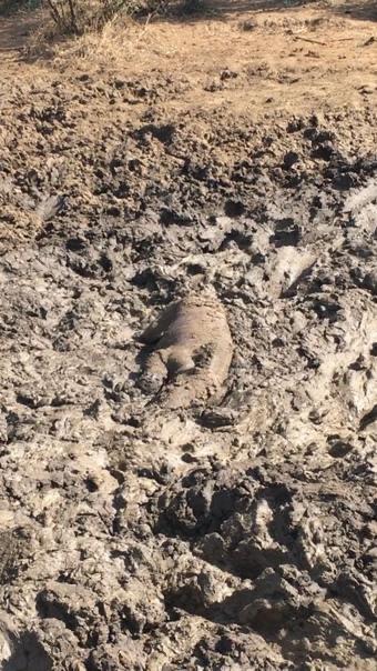 Rocky when he was found by ATS