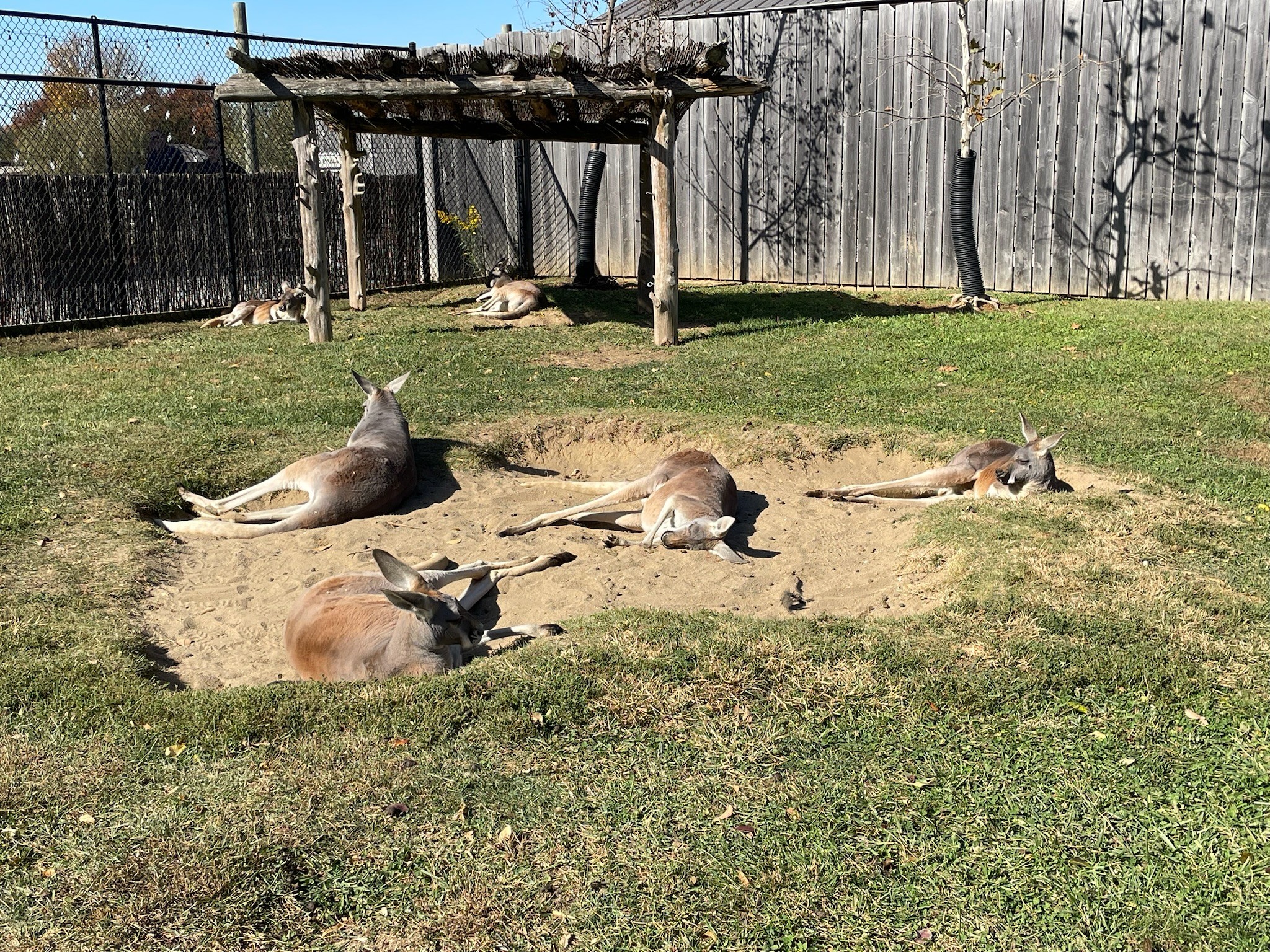 Kangaroos in the sun