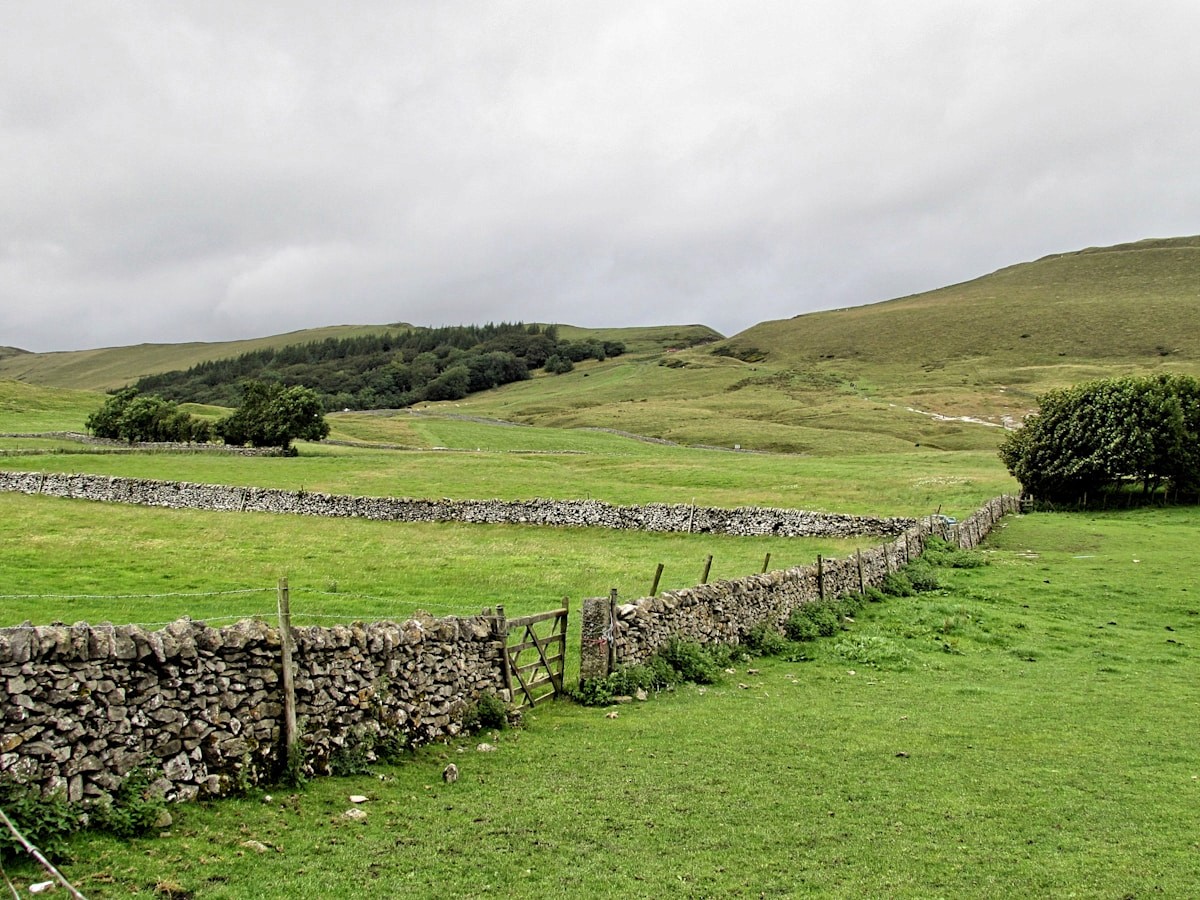 green grass