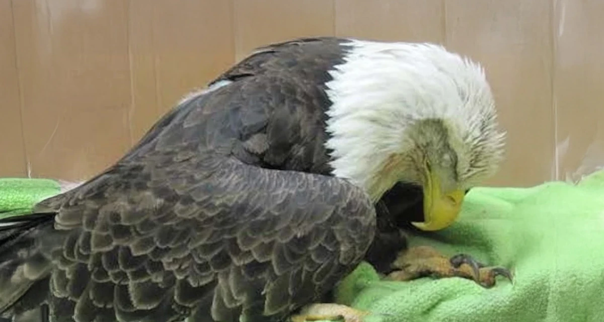 Lead-poisoned eagle on a table