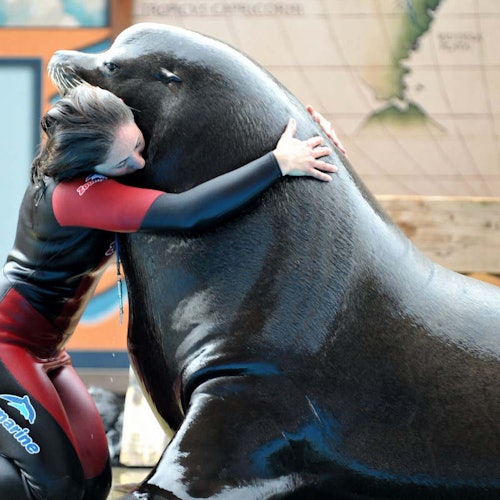 在室内环境中,一个穿着潜水衣的人拥抱了一只大海狮,背景有一张地图。