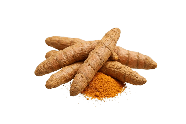 Ashwagandha Root Cross-Section