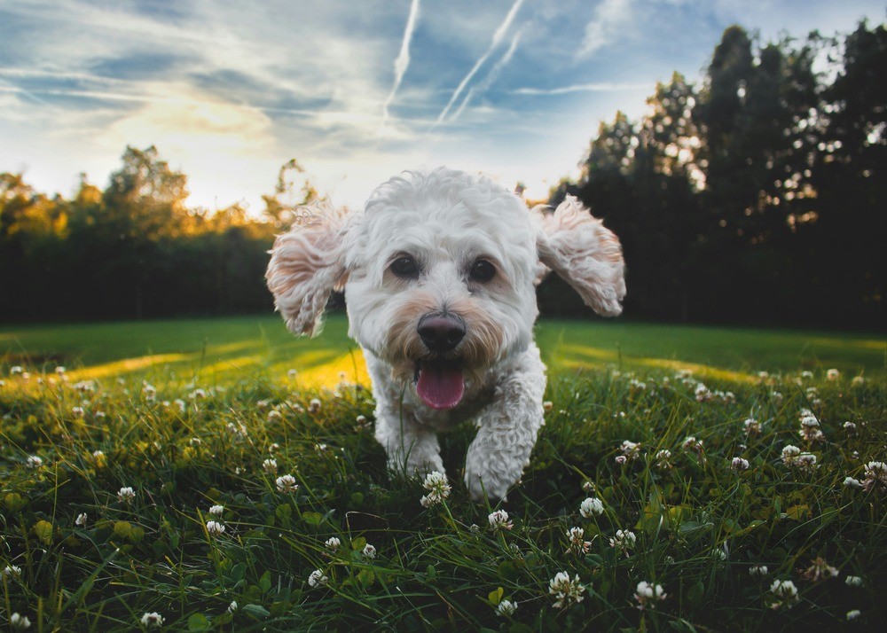 Dog running in grass