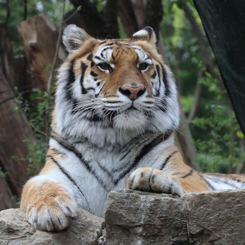 一只老虎安静地躺在岩石上，背景是树木和绿色植物。