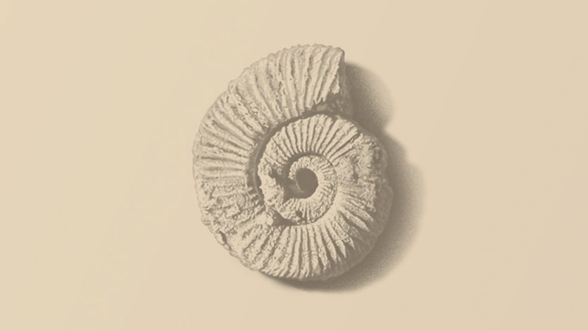 A textured, spiral fossil shell is centered on a beige background, casting a soft shadow. The shell's intricate ridges evoke a sense of natural history.