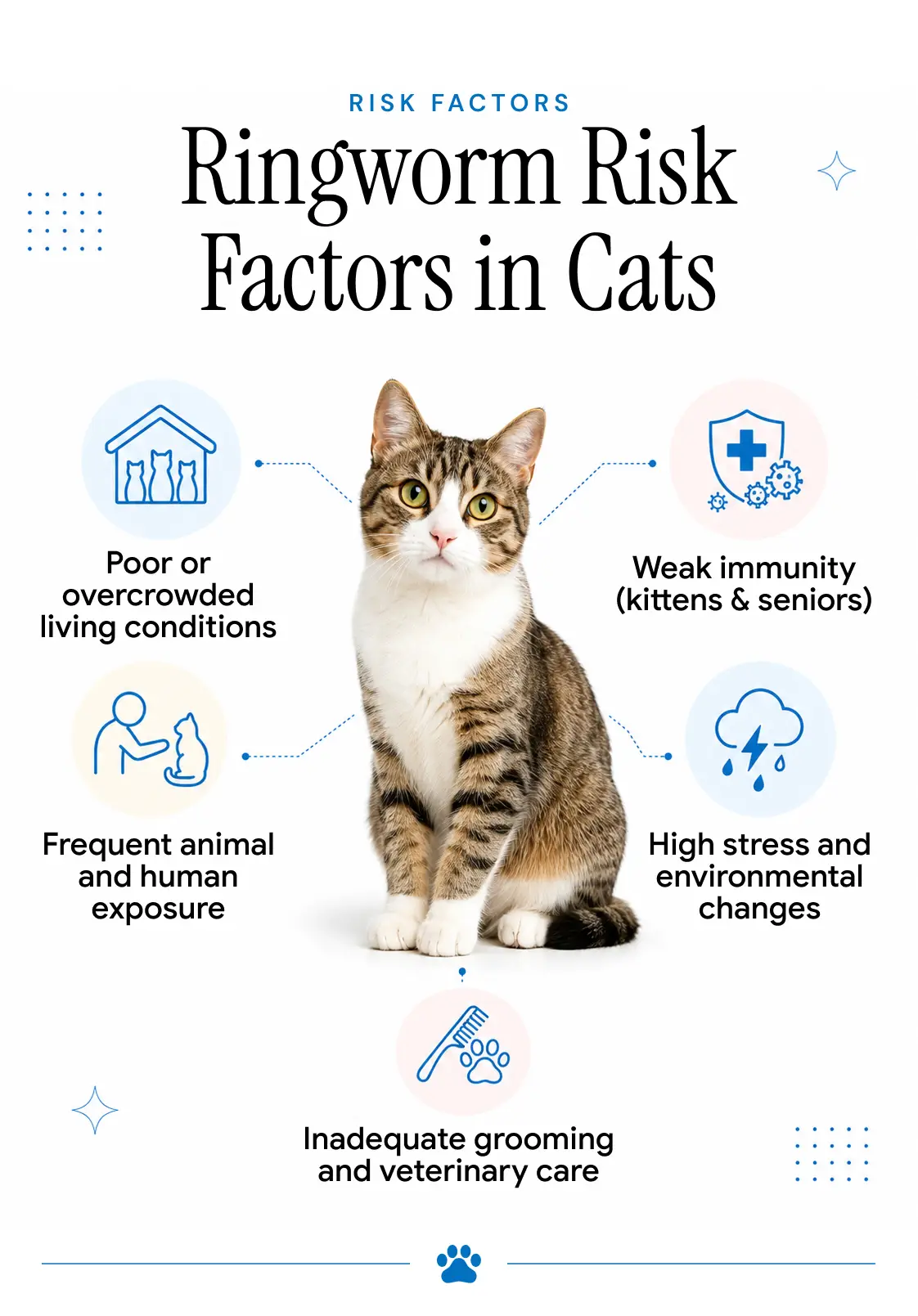 An infographic showing risk factors for ringworm in cats, including age, immune health, and lifestyle.