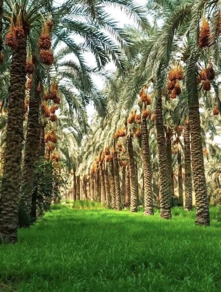solar panels on the roof