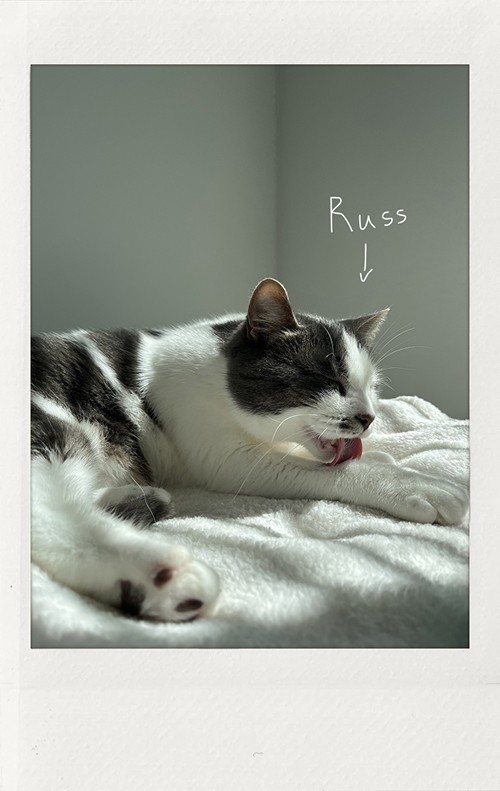 Cat Polaroid - My Dao Designer Portfolio