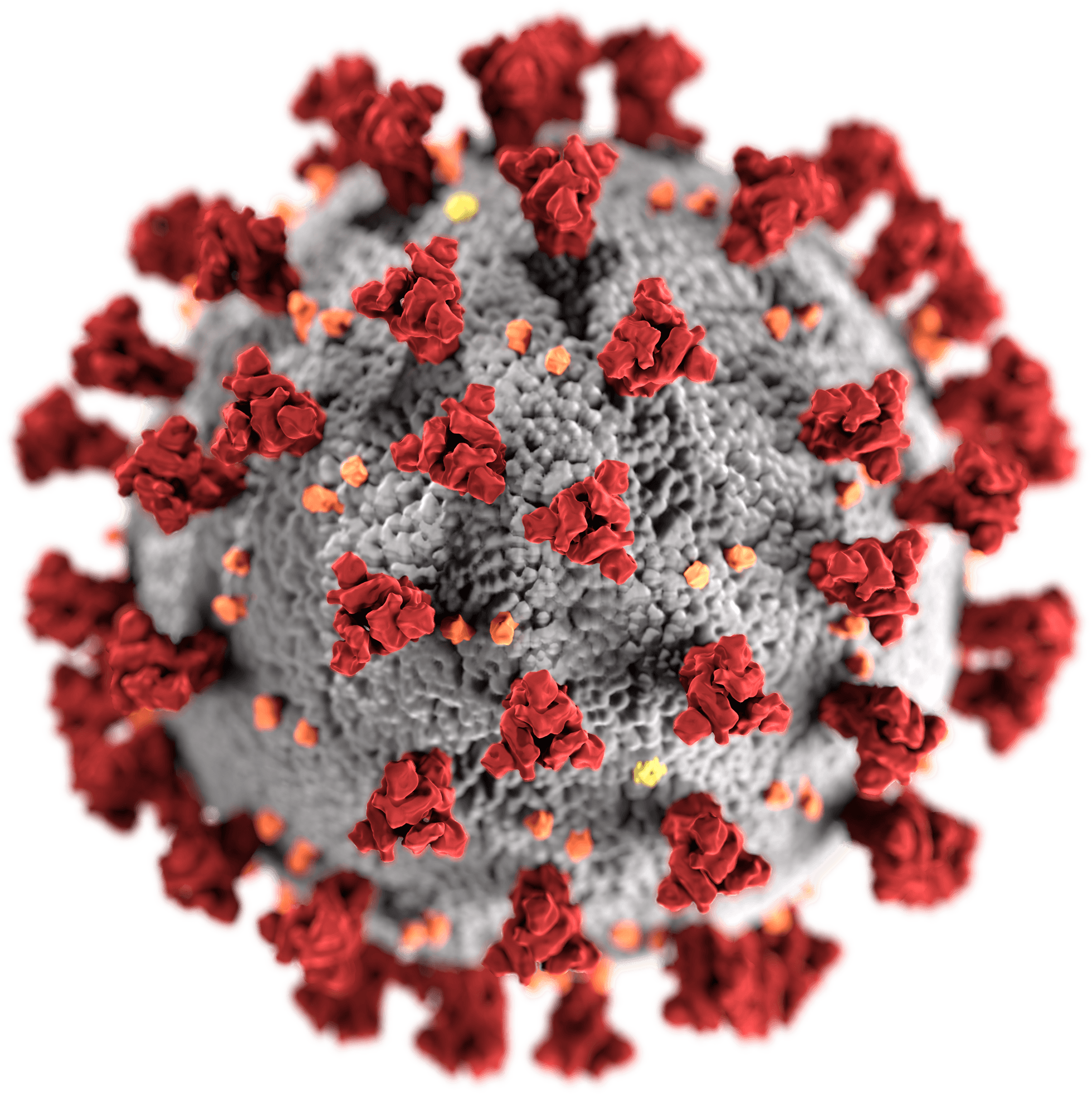 Magnified Microscopic Image of the COVID-19 Virus