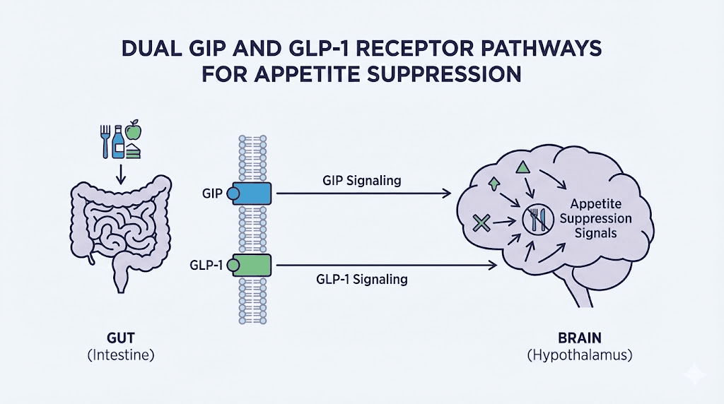 Tirzepatide dual GIP GLP-1 receptor mechanism appetite suppression diagram
