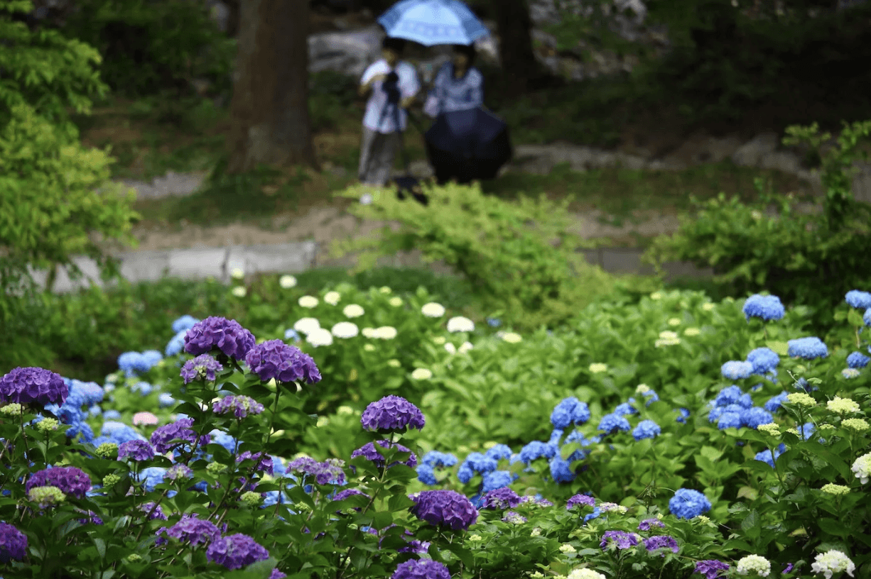 Hydrangeas at Shiraito Falls in Fukuoka