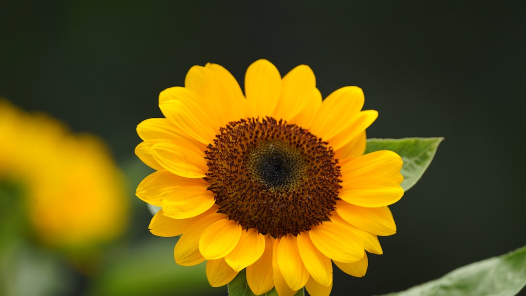 A vibrant sunflower blooms brightly in the sunlight.