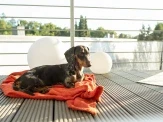 a weiner dashund laying on the porch