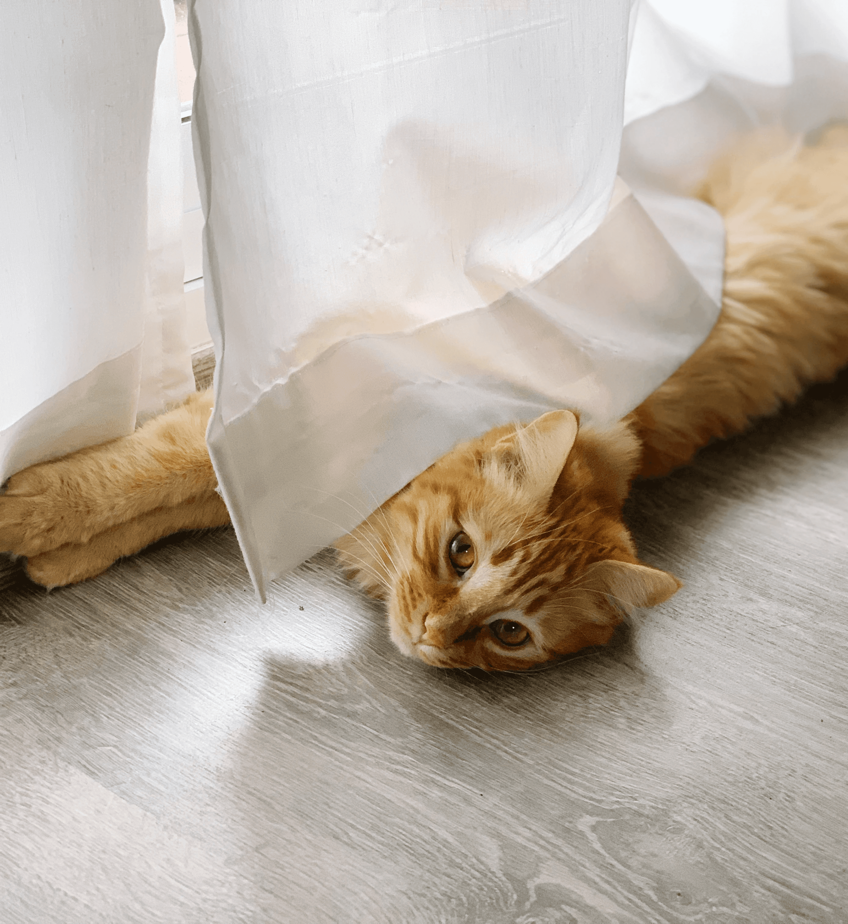 Ginger cat stretched out under sheer curtains on cool hybrid flooring, showing a scratch-resistant, easy-clean surface that suits pet-friendly homes in Brisbane.