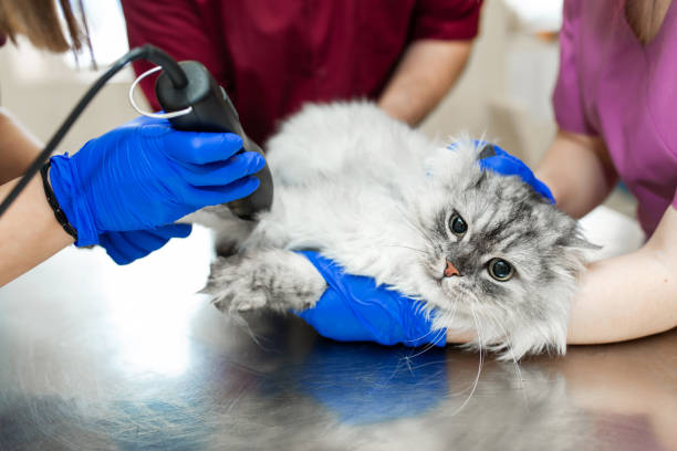 A cat getting ready for an operation after an X-ray