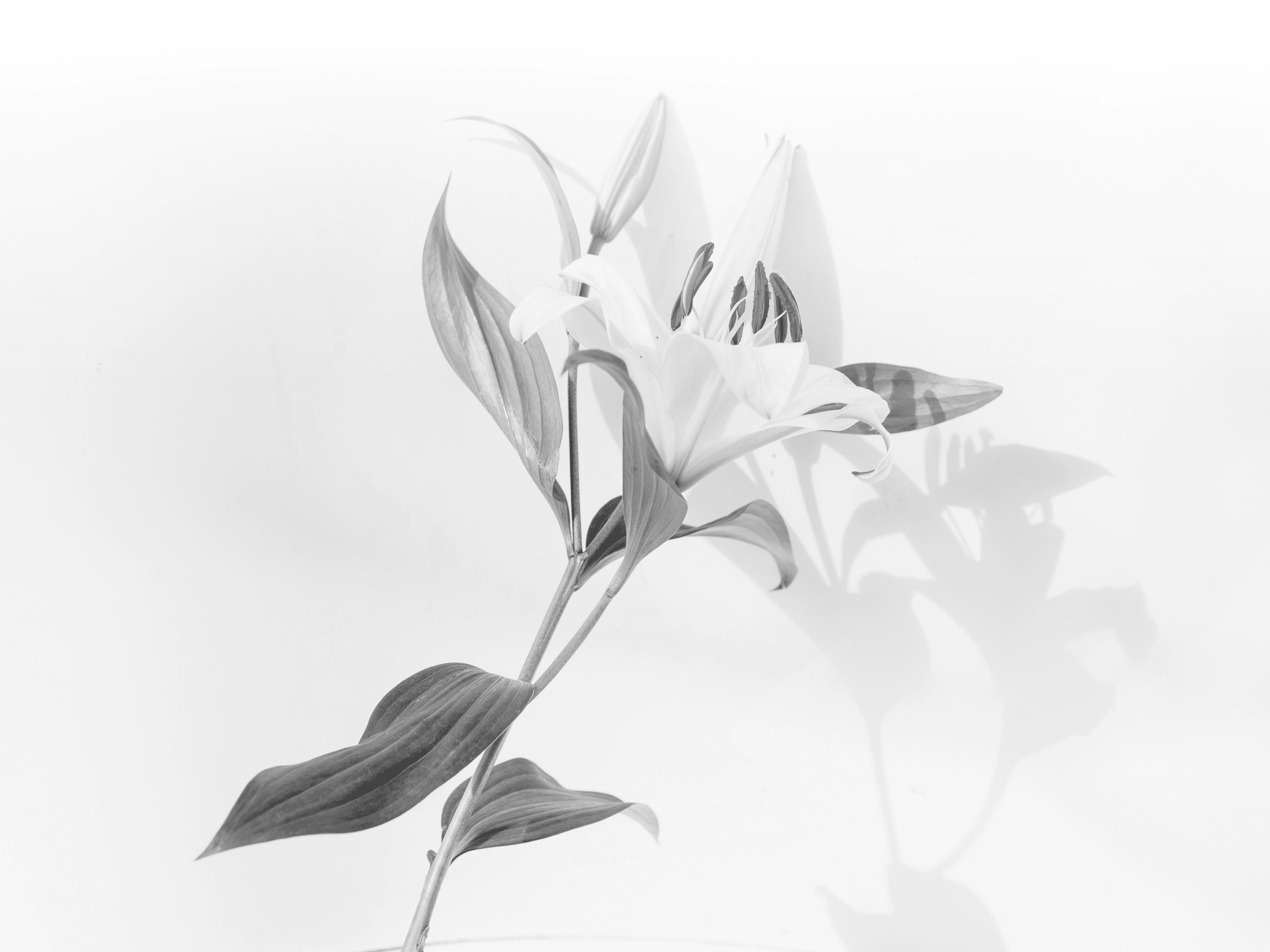 a black and white photo of a flower