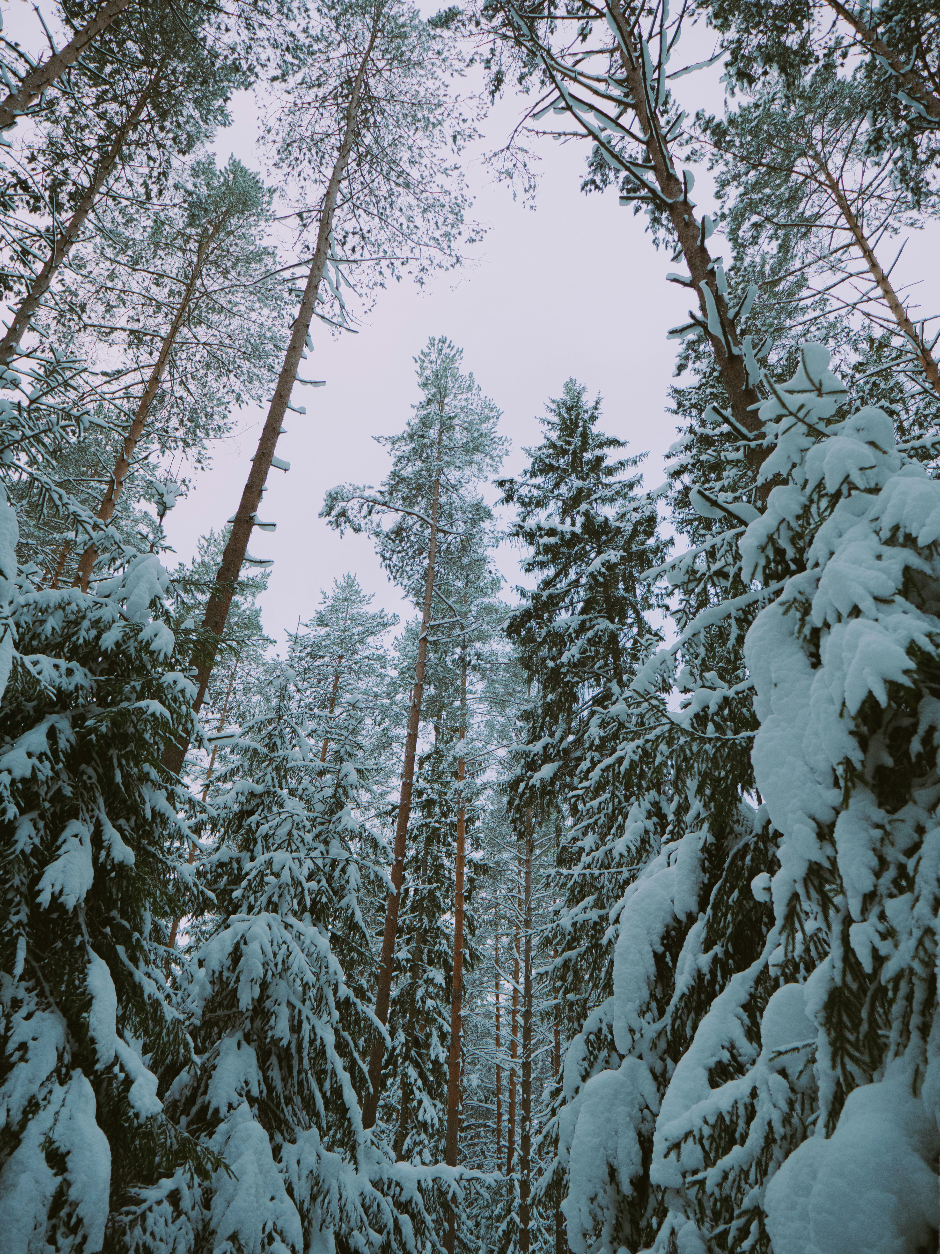 Tall snow-covered pine trees in a forest.