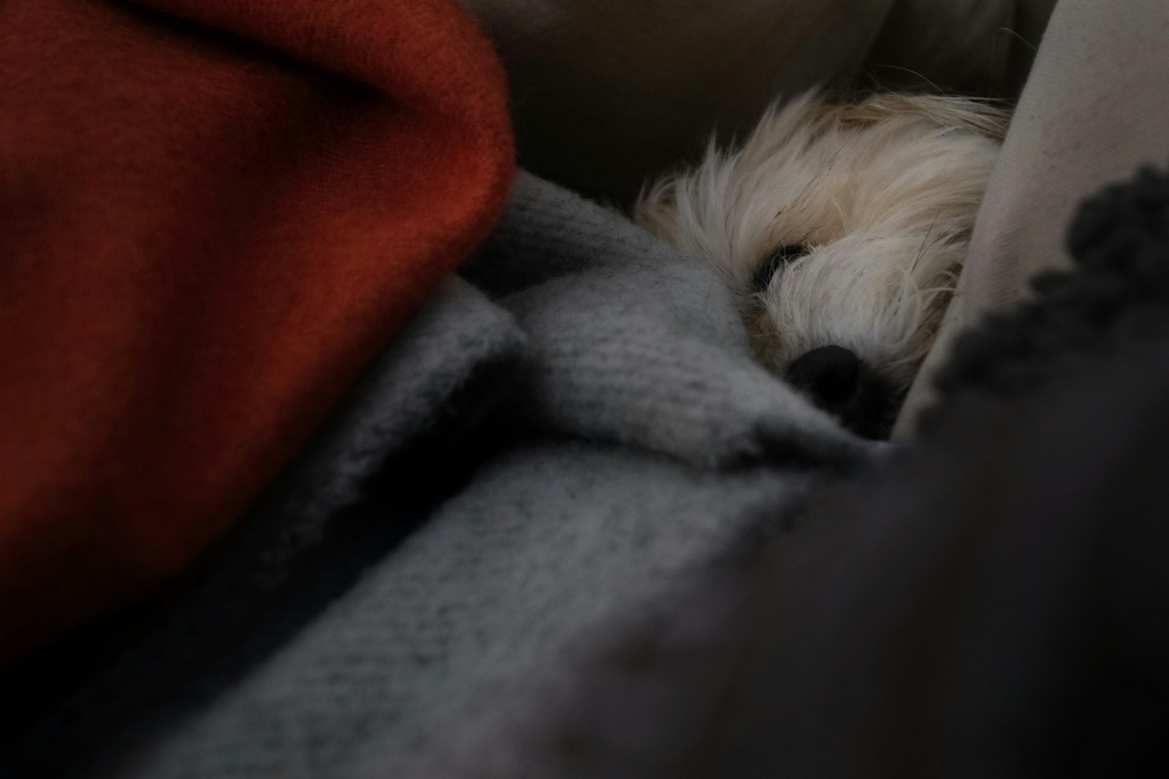 Petit chien blanc couché au milieu de couvertures