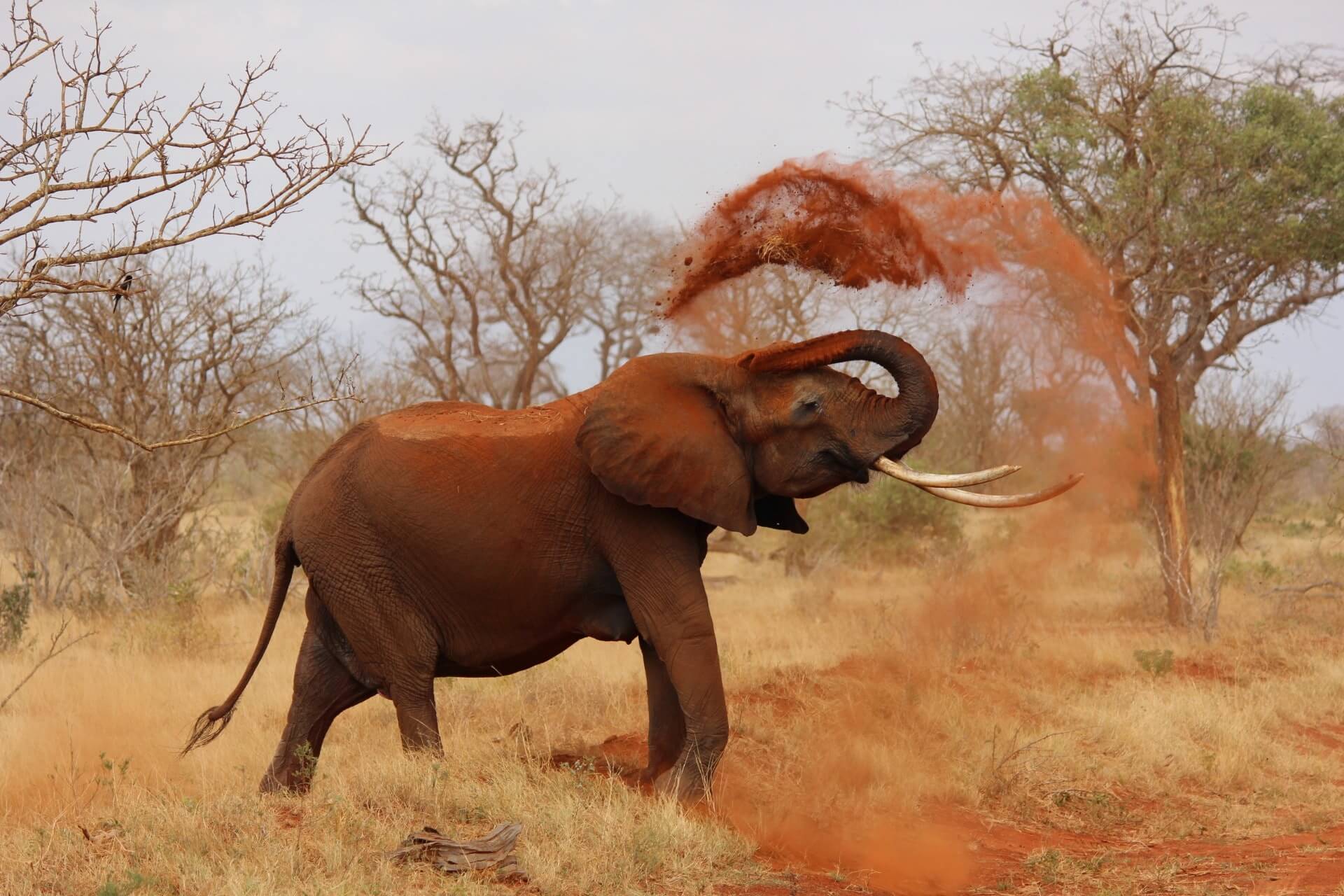 An elephant lifting sand with his trunk