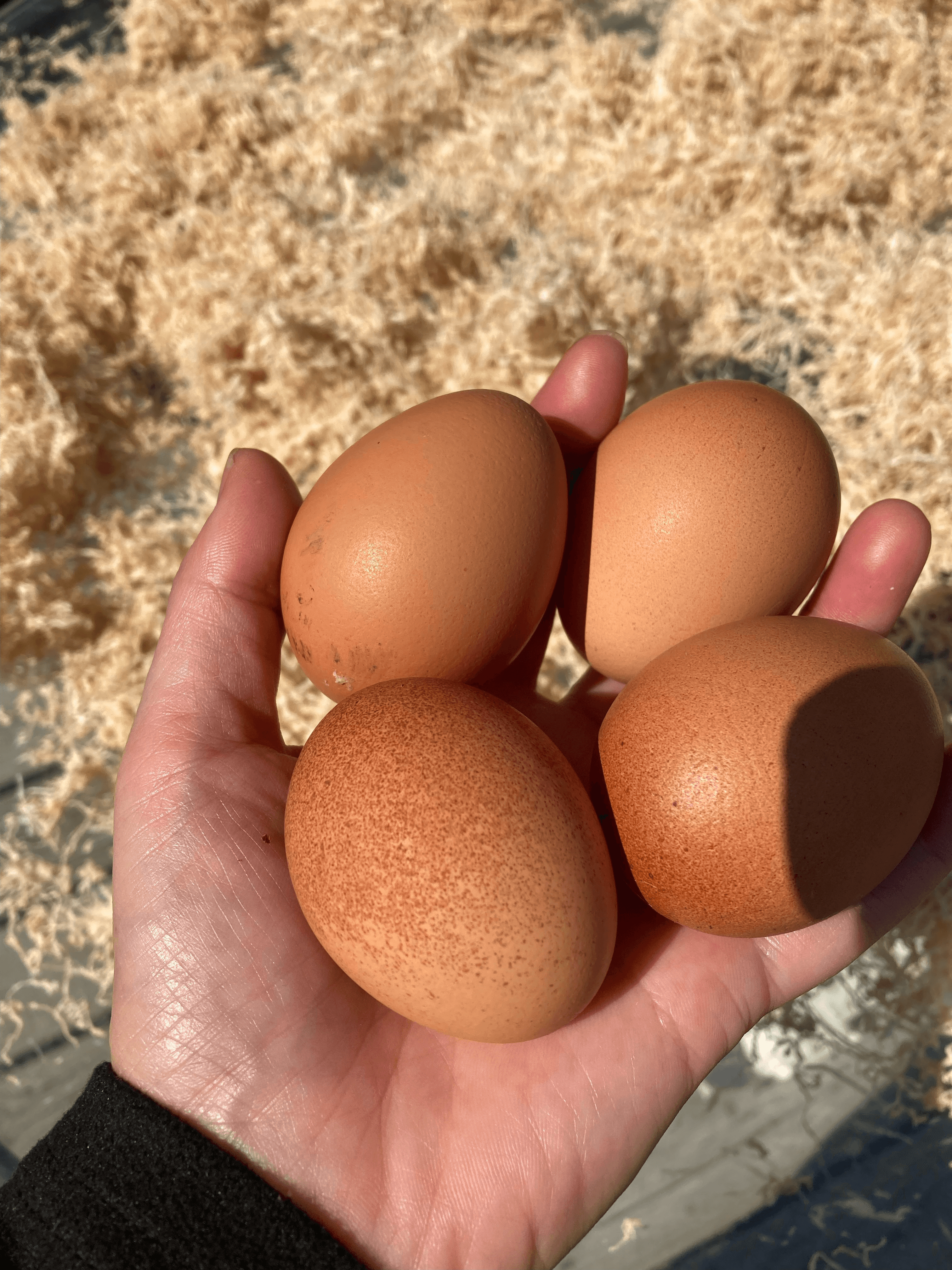 eggs