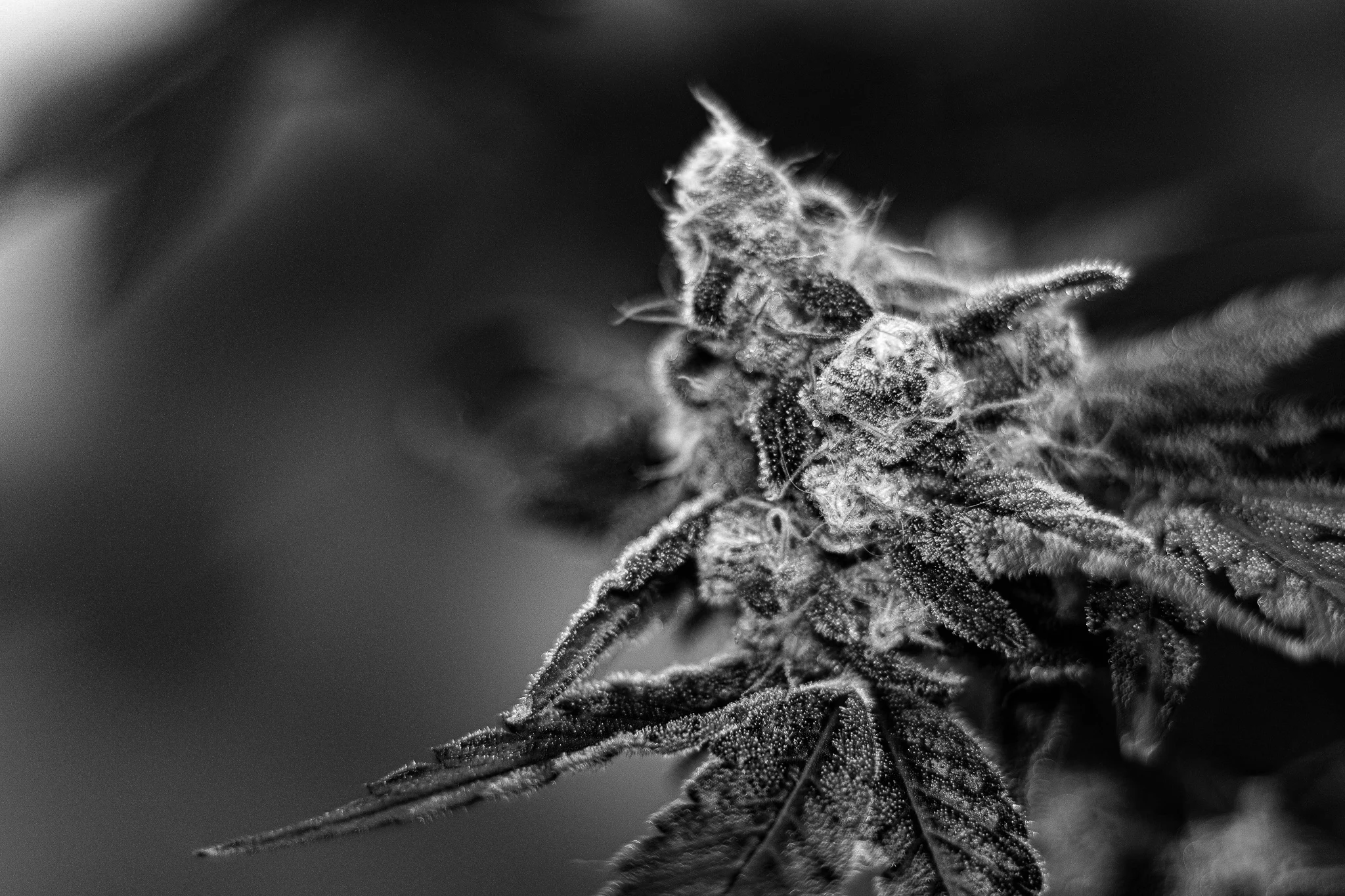 Cannabis flower grown by 4trees Cannabis Building