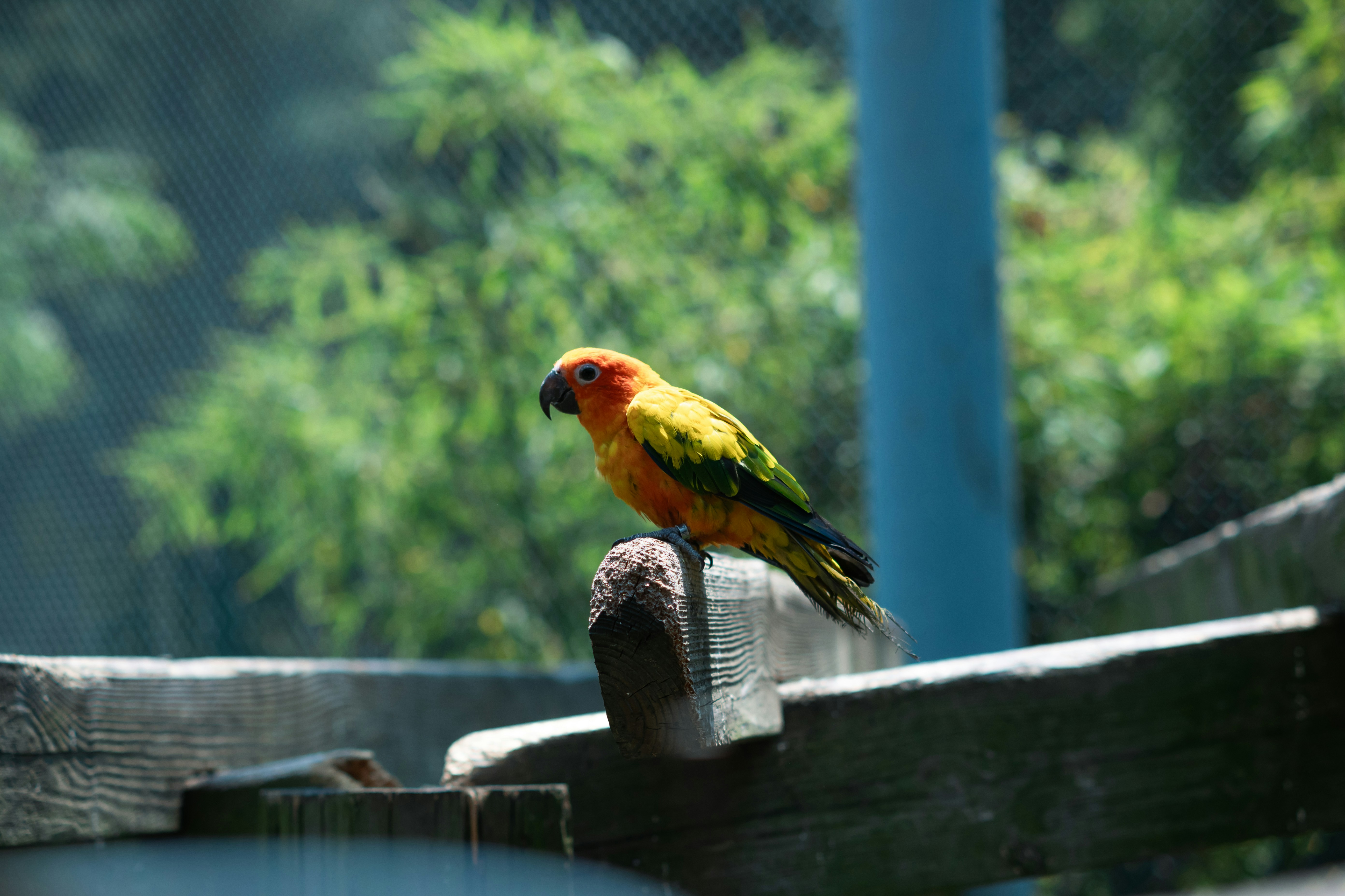 A colorful parrot perched on a wooden beam.