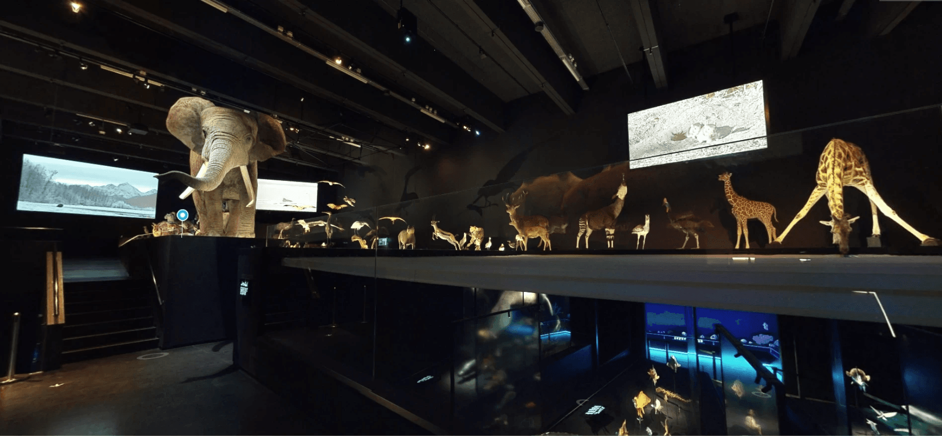 Showcase image