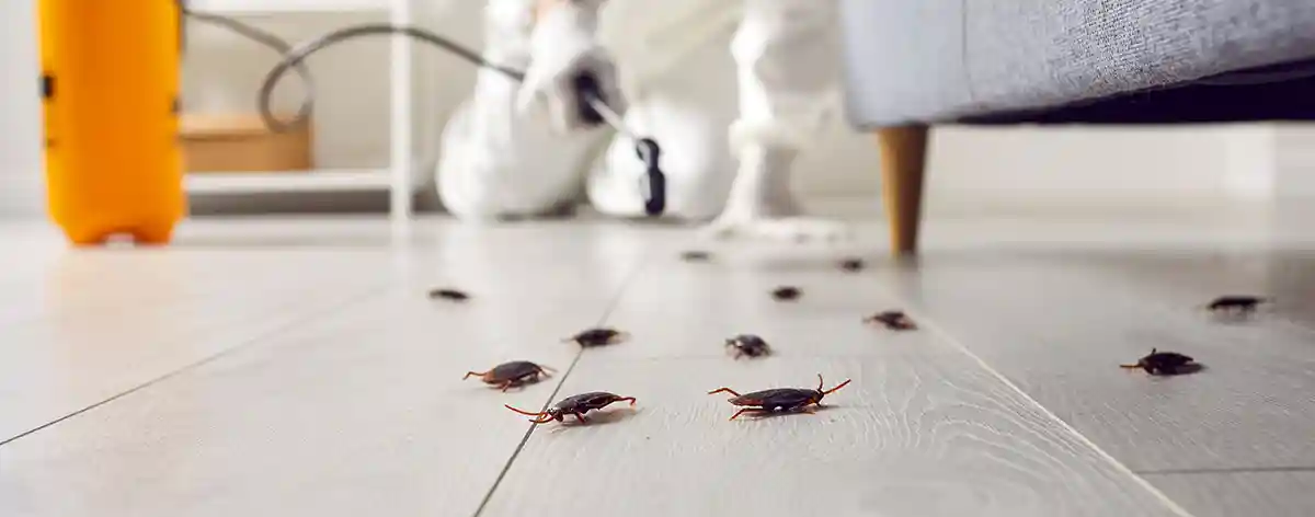 Cockroach Extermination