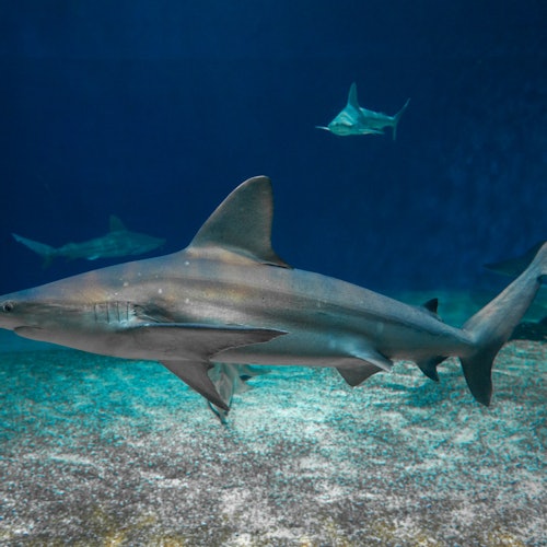 澄んだ青い海の中を泳ぐ大きなサメと、背景に見える数匹の他のサメ。