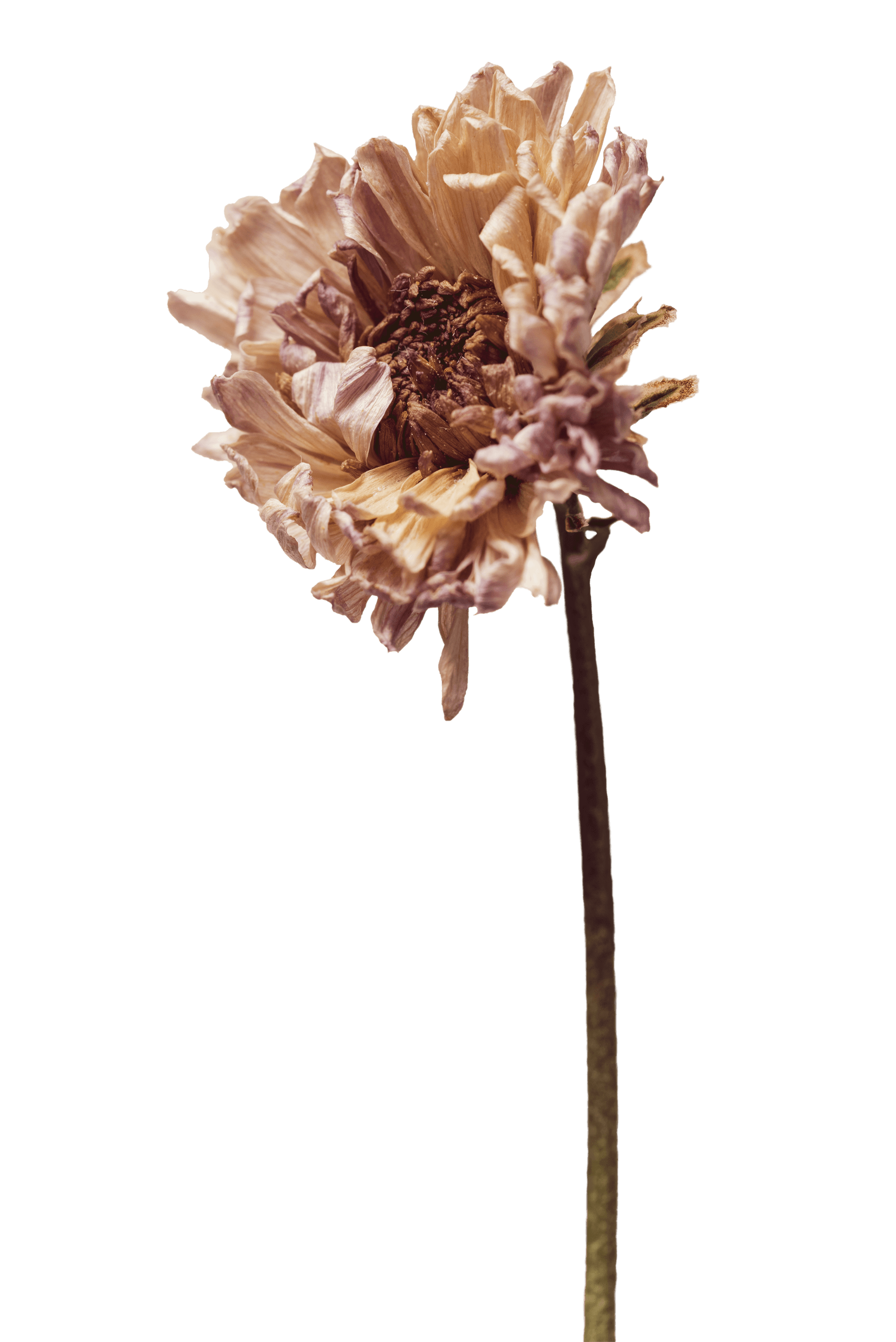 A soft pink flower with tightly packed petals, standing on a slender stem against a solid background.