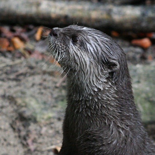 Ein nasser Otter mit braunem Fell schaut nach oben und steht auf einem felsigen und blattbedeckten Boden.