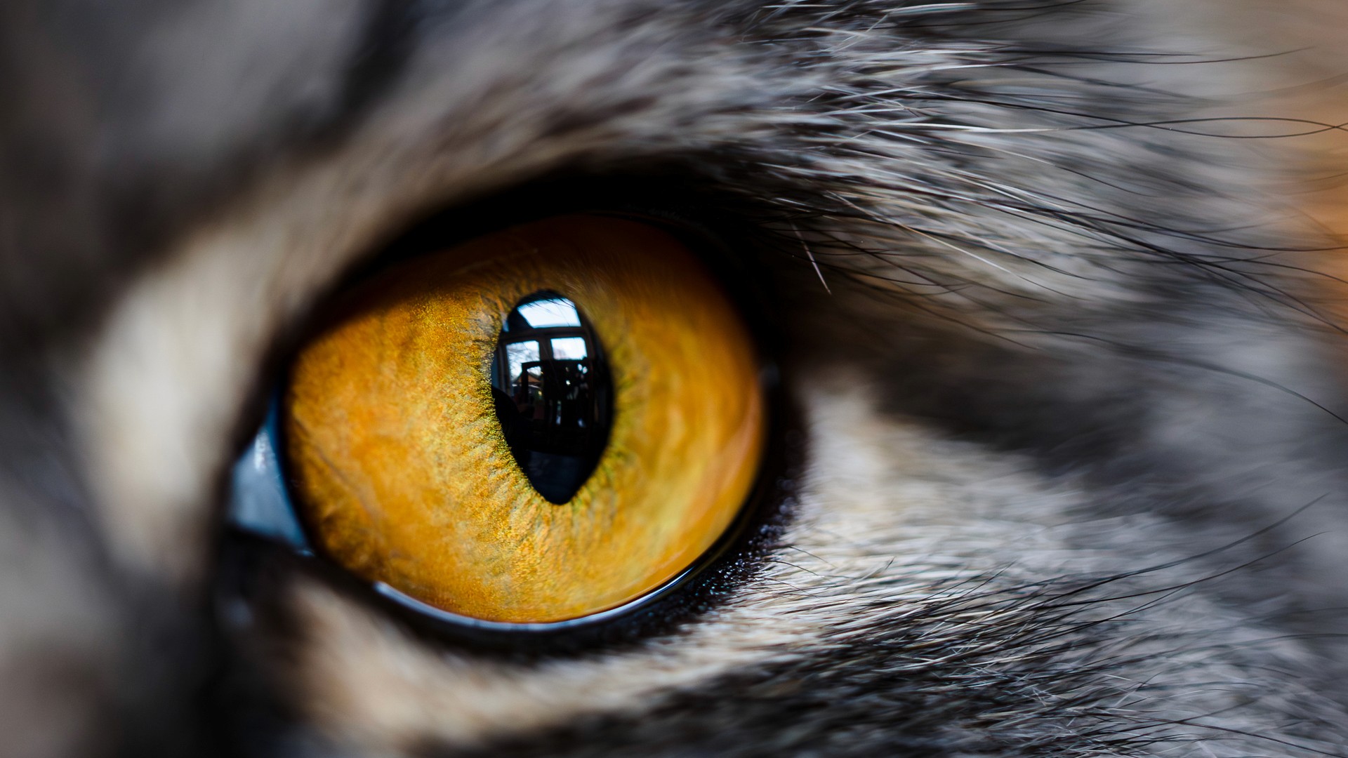 Macro of dispersed points from one source - cat's eye. Cover image for Same Message Four Sentences. Photo by Mats Soomre. #MomentsBySoomre
