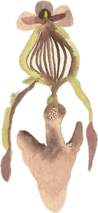 Decorative Graphic