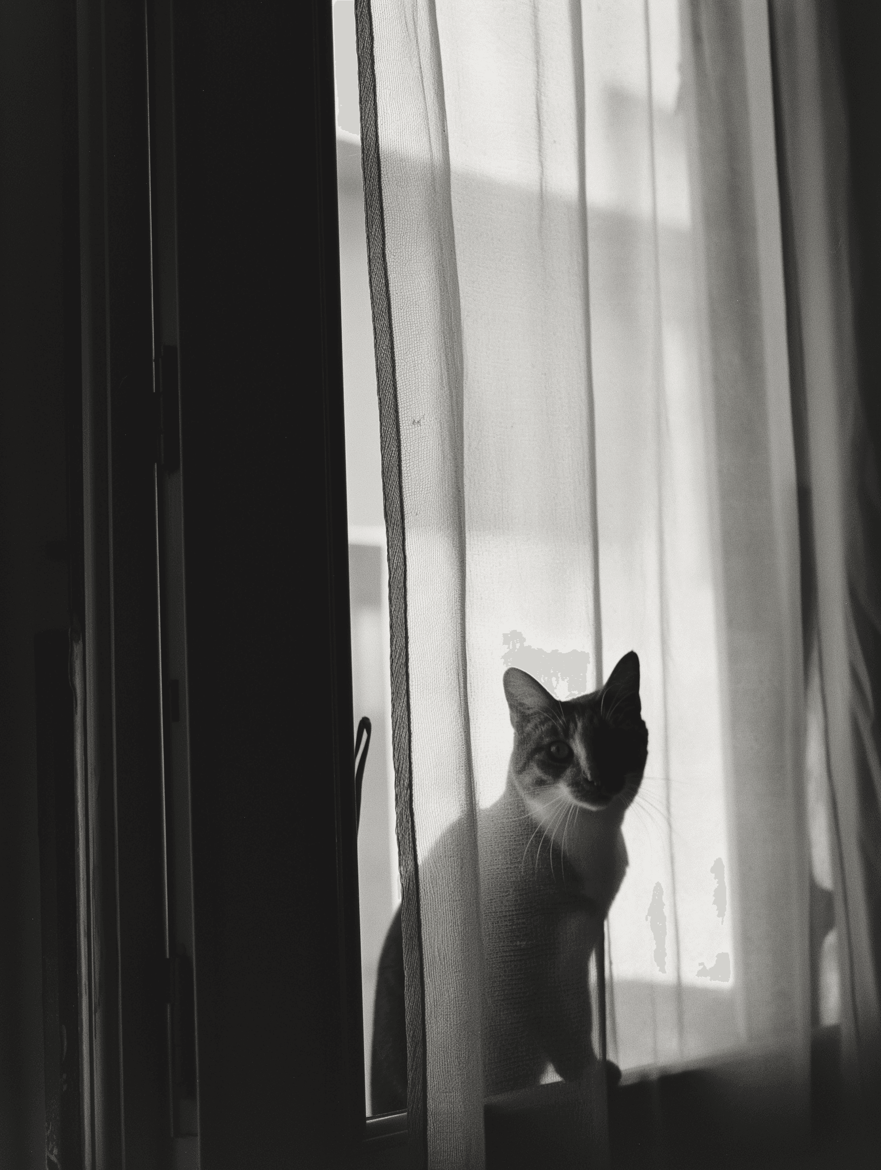 Picture of a cat