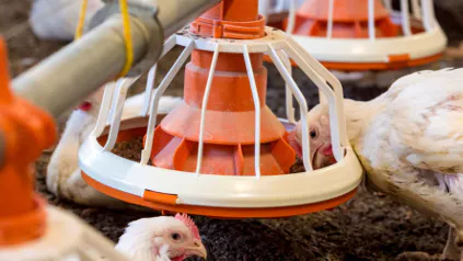 Poultry Feed